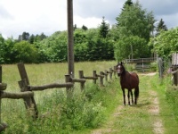 Black Forest.  Germany.