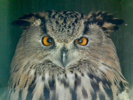 Eastern Siberian Eagle Owl