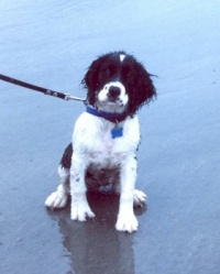 Ruby on York Beach, ME