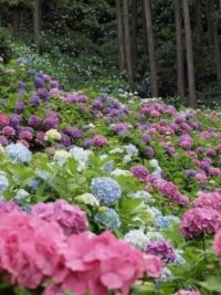 Hydrengea forest in Japan