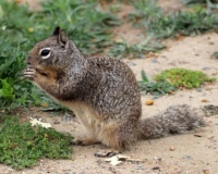 California Ground Squirrel, Buena Vista Park, Vista, California