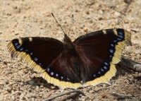 Mourning Cloak Butterfly, Buena Vista Park, Vista, California