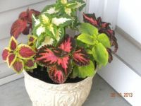 A variety of coleus plants