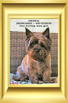 Peppa (cairn terrier)