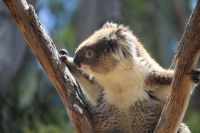 Koala from South Australia