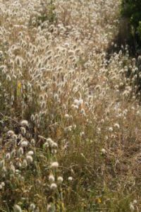 Coastal grasses -  	Lagurus ovatus