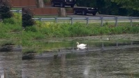 Swan in Pond, Kingston, Ontario.