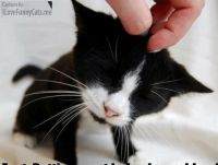 Petting a cat