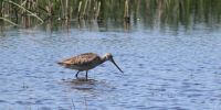 Marbled Godwit