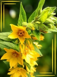 ☘️💛Bright yellow💛☘️