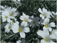 Cerastium tomentosum  -  Rožec plstnatý