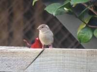 Sparrow - a smaller size