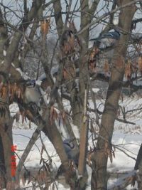 Three Blue Jays in a Redbud Tree