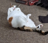 Tilly