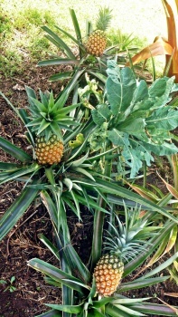 Three pineapples almost ready to be eaten