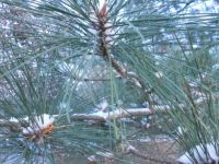 winter pine