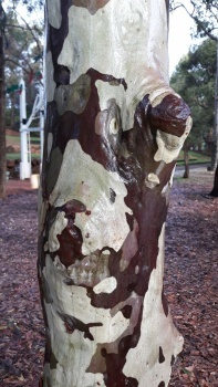 Eucalyptus bark
