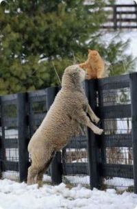 ginger-cat-and-friend-sheep-