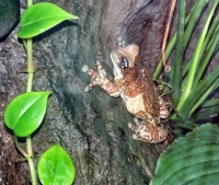 San Diego Zoo- Milky Tree Frog