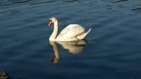 Schwan 1