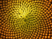 Close up ~ the Center of a Sunflower