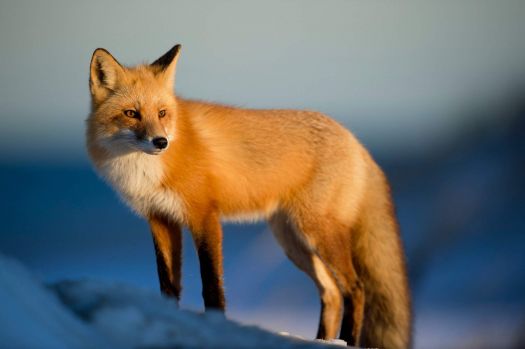 A gorgeous fox