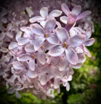 Lilacs