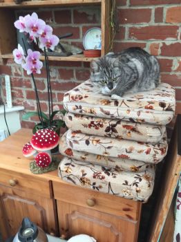Princess Rosie and the Pea