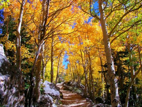 Theme - Autumn colors - Flattop Trail, Rocky Mountain National Park, Colorado