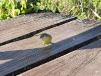 Yellow Warbler_San Cristobal_Galapagos
