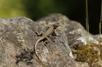 Western fence lizard