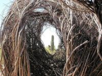 Saguaro Framed by a Patrick Dougherty Sculpture