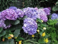 Hydrangeas