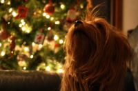 merryxmas