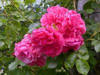 Portland Oregon Rose