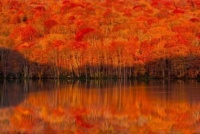 Tsutanuma Lake: Fiery Autumn leaves reflecting on the water