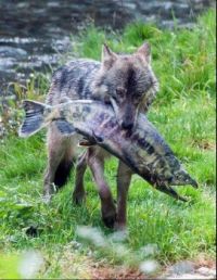 Wolf with a huge chum salmon that it caught in Fish Creek, SE Alaska