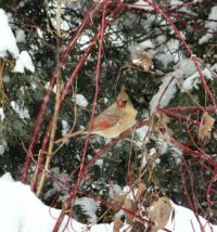 Cardinal in back yard.