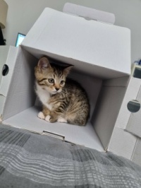 Amber in a box