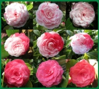 Camellia collage