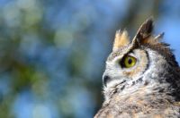 Northern Great Horned Owl