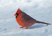 Male Cardinal