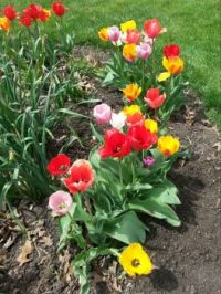 Tulips in April