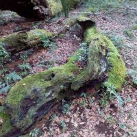 Dorrigo Moss