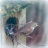 HOUSE WREN SINGING FOR A PARTNER