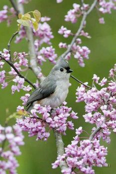 Gray and White Bird in Flowered Tree