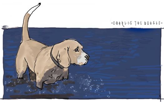 Charlie the Beagle