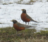 Robins in search of spring