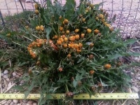 Mutant Dandelion Morning Update...05-02-24   7:49AM