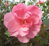 My Bonica Rose